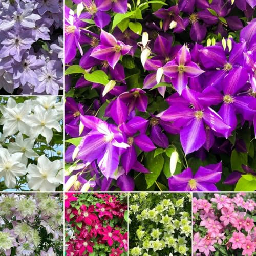 4 pcs Clematis Winterhart Mehrjährig Zwiebeln, bienenfreundliche blumen nachhaltige geschenke Clematis florida, Klematis, gartenpflanzen steingartenpflanzen winterhart kletterpflanzen
