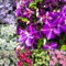 4 pcs Clematis Winterhart Mehrjährig Zwiebeln, bienenfreundliche blumen nachhaltige geschenke Clematis florida, Klematis, gartenpflanzen steingartenpflanzen winterhart kletterpflanzen