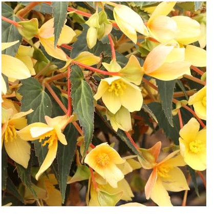 Begonia Sunbrero Basket Yellow - 3 Established Plants Vibrant Bedding Plants. Ready for pots or Hanging Baskets Plants Online.Summer Garden