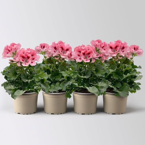 Edelgeranie Bella Donna® 'Don Flamingo®' rosa-rot, Topf-Ø 12 cm, 4 Pflanzen