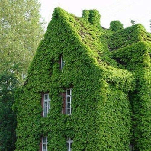 30 Seeds of Boston Ivy