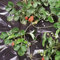 Tenax Black Cover Mulchfolie 1,50x20 m Schwarz, speziell für das Mulchen im Gemüsegarten, ideal für Erdbeeren und Gemüse