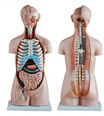 UIGJIOG Unisex Human Torso Modell 85 cm menschlicher Kopf- und Hals Torso Innere Organe Anatomische Modell 20 Teile menschliche halbe Körper Torso Anatomie Lehrmodell