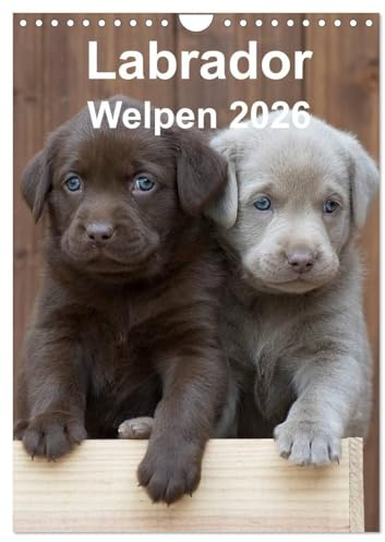 Labrador Welpen (Wandkalender 2026 DIN A4 hoch), CALVENDO Monatskalender: Ein ganzes Jahr voller Labrador Welpen (CALVENDO Tiere)
