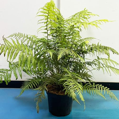 Dicksonia Antarctica – Australian Tree Fern – RHS Award Winner – Long Elegant Fronds – Exotic Foliage Plant – Hardy to -5°C – Shaded Gardens – 1x 9cm Pot by Thompson and Morgan