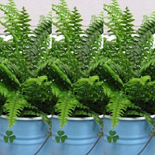 Boston Helecho (3 plantas) Nephrolepis Exaltata Helechos interiores en macetas de 9 cm