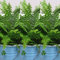 Boston Helecho (3 plantas) Nephrolepis Exaltata Helechos interiores en macetas de 9 cm