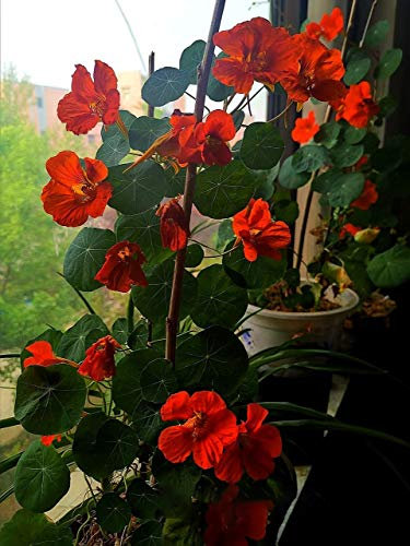 Nasturzio (Tropaeolum nanum) Semi non OGM Confezione sfusa di 400 semi Fantastici per i tuoi cesti appesi e il giardino di casa ...