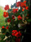 Nasturzio (Tropaeolum nanum) Semi non OGM Confezione sfusa di 400 semi Fantastici per i tuoi cesti appesi e il giardino di casa ...