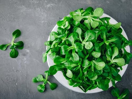 Herb - Corn salad - 1400 seeds + Plant tag + Freebie - Valerianella locusta - Mache - Lamb's lettuce