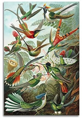 JAHER Ernst Haeckel Gemälde Kunstwerke - (Kolibri-Illustration) Druck Poster Kunstwerke Bild Druck Wandkunst Gemälde Leinwand Geschenk Dekor Häuser Deko 20 x 30 cm