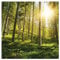 Wallario XXL Outdoor-Poster für Garten oder Balkon Sonnenstrahlen im Nadelwald mit Moos und Farn, Motivbanner Größe: ca. 180 x 180cm, 2-teilig, Outdoor-Bild