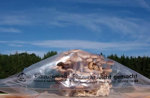 Pilzmännchen 4255599400175