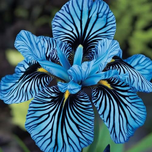 RFEGJVII 200 Stcs Rare Striped Orchideensamen, nicht gentechnisch exotische Orchideenblumensamen, einfach wachsen dekorative blühende Saat E