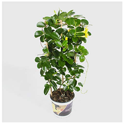 Dipladenia Mandevilla/Chilenischer Jasmin - in tollen unterschiedlichen bunten Farben - circa 50 bis 60cm / bunt blühende Kletterpflanze - Pflegeleicht (Gelb)