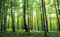 Forwall - Vlies Fototapete Grün Wald Sonne Natur Bäume Landschaft 416x254 cm - Fototapeten - Tapeten - für Wohnzimmer Schlafzimmer - Vliestapete Wandtapete Tapete 3D Effekt- inkl. Kleister