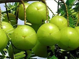 Genipap 100 semillas de árbol de grosella espinosa (aamla) Verde.