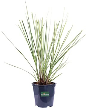 Pianta di Erba della Pampas Pianta di Cortaderia Selloana pianta da esterno pianta graminacea pianta vera di Erba Pampas venduta da eGarden.store (Mini Gold Pampas)