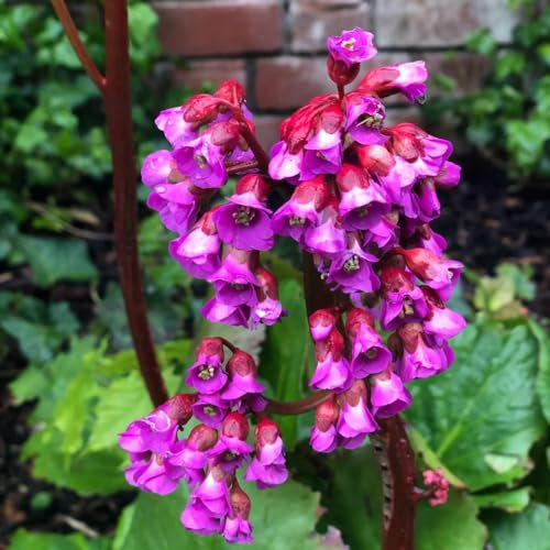 10 piezas semillas resistentes de bergenia, semillas de flores, plantas de balcón, plantas perennes resistentes (Bergenia cordifolia) semillas de flores silvestres, balcón Flores de