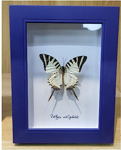 Véritable papillon taxidermie – Décoration murale encadrée – Véritable taxidermie naturelle montée sous verre (nymphe d'épée ascendante)