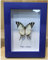 Véritable papillon taxidermie – Décoration murale encadrée – Véritable taxidermie naturelle montée sous verre (nymphe d'épée ascendante)