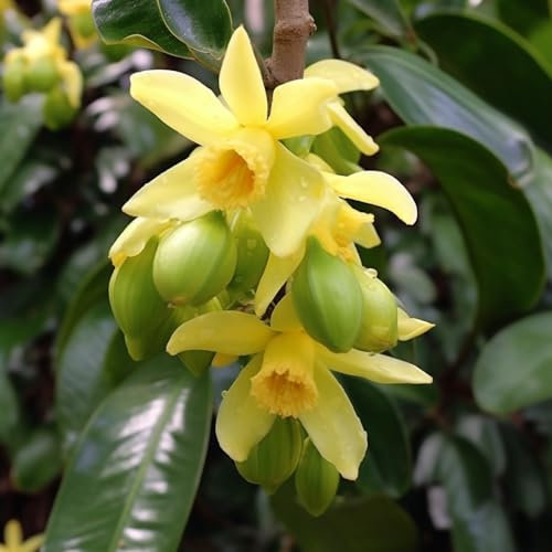 100 pz semi di piante di vaniglia planifolia, semi di fiori di campo hardy perenne, perenne hardy perenne Fiori da balcone, piante resistenti all'esterno Piantare fiori, regali di