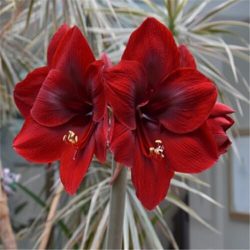 Amaryllis zwiebeln mehrjährig winterhart mix - Amaryllis pflanze mehrjährig winterhart - Amaryllis zwiebel zimmerpflanzen-1zwiebeln-G