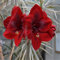 Amaryllis zwiebeln mehrjährig winterhart mix - Amaryllis pflanze mehrjährig winterhart - Amaryllis zwiebel zimmerpflanzen-1zwiebeln-G