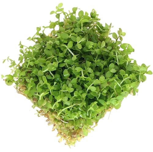 Micranthemum Monte Carlo 5x5 cm Live Aquarium Plants Tropical Fish Tank Plant Auascaping K2AQUA