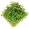 Micranthemum Monte Carlo 5x5 cm Live Aquarium Plants Tropical Fish Tank Plant Auascaping K2AQUA