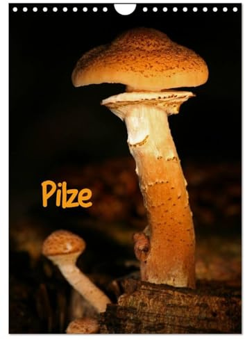 Pilze (Wandkalender 2026 DIN A4 hoch), CALVENDO Monatskalender: Herbstliche Bewohner unserer Wälder (CALVENDO Natur)