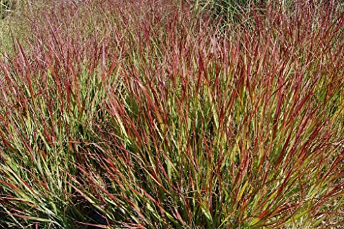 3 x Panicum virgatum 'Rotstrahlbusch' 1 Liter (Ziergras/Gräser/Stauden/winterhart) Rote Rutenhirse