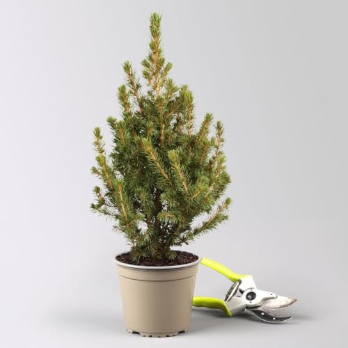 Zuckerhutfichte, Picea glauca 'Perfecta', Topf 5 Liter