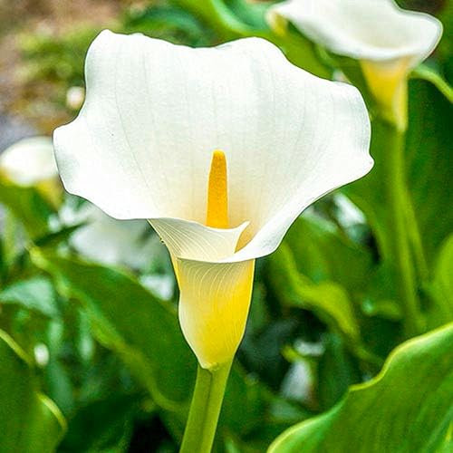 Calla-Lilienzwiebeln,Blumenzwiebeln, Zart,Calla Blumenzwiebeln Winterfest, Elegant,Lotus,Calla Lily Plants Live,Gartenpflanze, Winterhart Mehrjährig,Winterhart-6zwiebeln-B