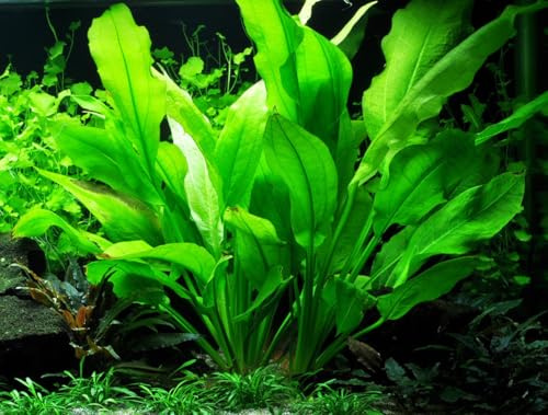WASSERPFLANZEN WOLFF | XL Mutterpflanze: Große Amazonas-Schwertpflanze/Echinodorus grisebachii 'Bleherae' - bleheri | Blickfang & Produzent von Ablegern | Hintergrund