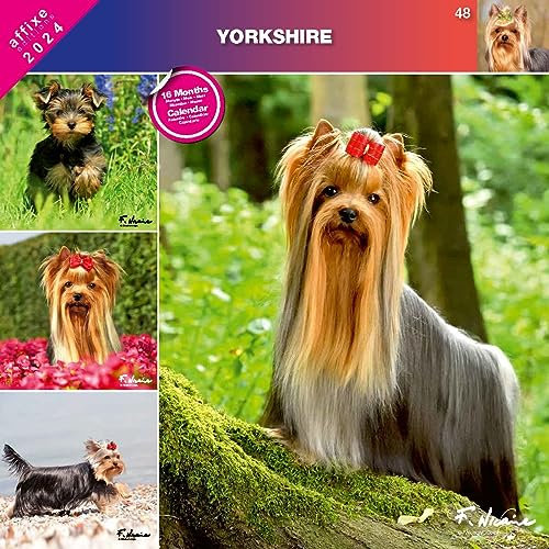 Kalender 2024 Yorkshire Terrier (Affixe)