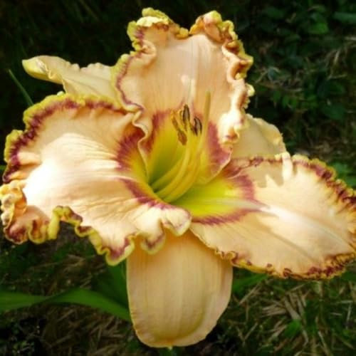 Taglilien zwiebeln,winterhart pflanze,taglilien winterhart mehrjährig pflanze,hemerocallis pflanzen,Taglilien,taglilien rhizome,taglilien zwiebeln winterhart,Hemerocallis Knollen.-3zwiebeln-I