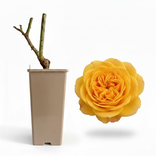 Planta De Rosal Para Jardín Y Exterior | Floración Abundante Y Decorativa | Ideal Para Jardines, Parterres Y Macetas (Michelangelo)