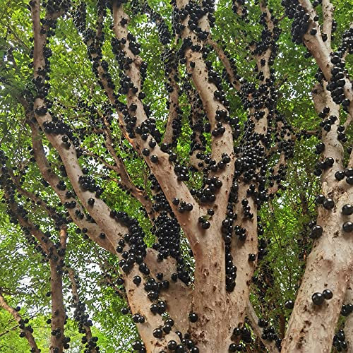 semi di jabuticaba brasiliani,semi di frutta,serie di piante rare,alberi da frutto in vaso comprare semi di frutta da giardinaggio alberi da frutto colonnari perenni resisten 200 Pezzi