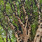 semi di jabuticaba brasiliani,semi di frutta,serie di piante rare,alberi da frutto in vaso comprare semi di frutta da giardinaggio alberi da frutto colonnari perenni resisten 200 Pezzi