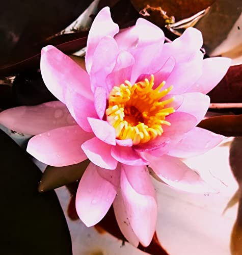 Teichpflanzen Seerosen : Nymphaea Seerose Franz Berthold winterhart Pflanztiefe bis 150 cm