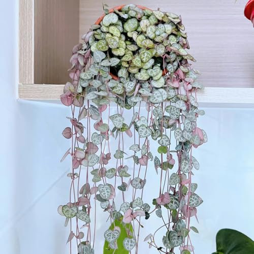 30 Pcs Kletternde Leuchterblume Samen - Gartenpflanzen Winterhart Mehrjährig (Ceropegia Woodii) Pflanzen Hängend, Ranke Kletterpflanzen Luftreinigende Zimmerpflanzen, Balkon Deko Winterharte