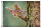 3x5 FT Gartenflagge, süßes Tier, Eichhörnchen, Baum, Polyester, Fliegende Flagge, Banner mit Ösen für Haus, Garten, Hof, Festival-Dekoration