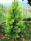 30 Semi di Cipresso di Monterey, Cedro Limone (Cupressus Macrocarpa)