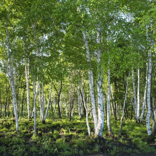 50 Pcs Weiße Birke Samen - Betula Platyphylla - Gartenpflanzen Winterhart Mehrjährig Birkenbaum Birken Samen, Zimmerpflanzen Echt Samen Balkonpflanzen, Bonsai Tree Baumsamen Bäume