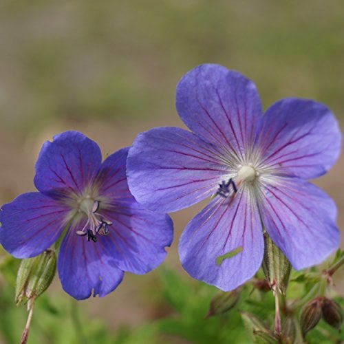 Geranium pratense 'Johnson's Blue' - Johnson's-Storchschnabel Blauer Storchschnabel, im 0,5 Liter Topf, violettblau blühend