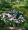 Hortensie Cloudi 40-60cm - Hydrangea serrata