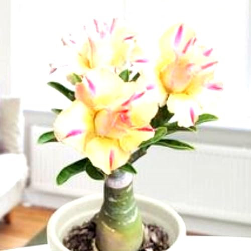 Rosa del Deserto Pianta Grassa in Vaso – Fioritura Colorata, Ideale per Decorare Casa e Giardino-2bulbi-C