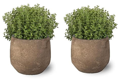 Orégano Pack de 2 Plantas Naturales para Cocinar en Maceta Ø10 Altura 20 cm Interior y Exterior Hierba Aromática para Huerto Urbano y Jardín (Maceta de Cerámica No Incluida)