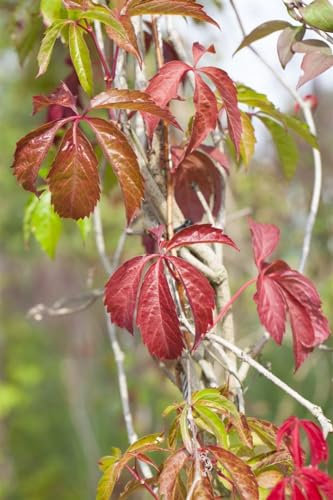 Parthenocissus quinquefolia 'Engelmannii' 150-200 cm - Wilder Wein, grüne Blätter, Herbstfärbung rot, ideal für Fassadenbegrünung, pflegeleicht, winterhart
